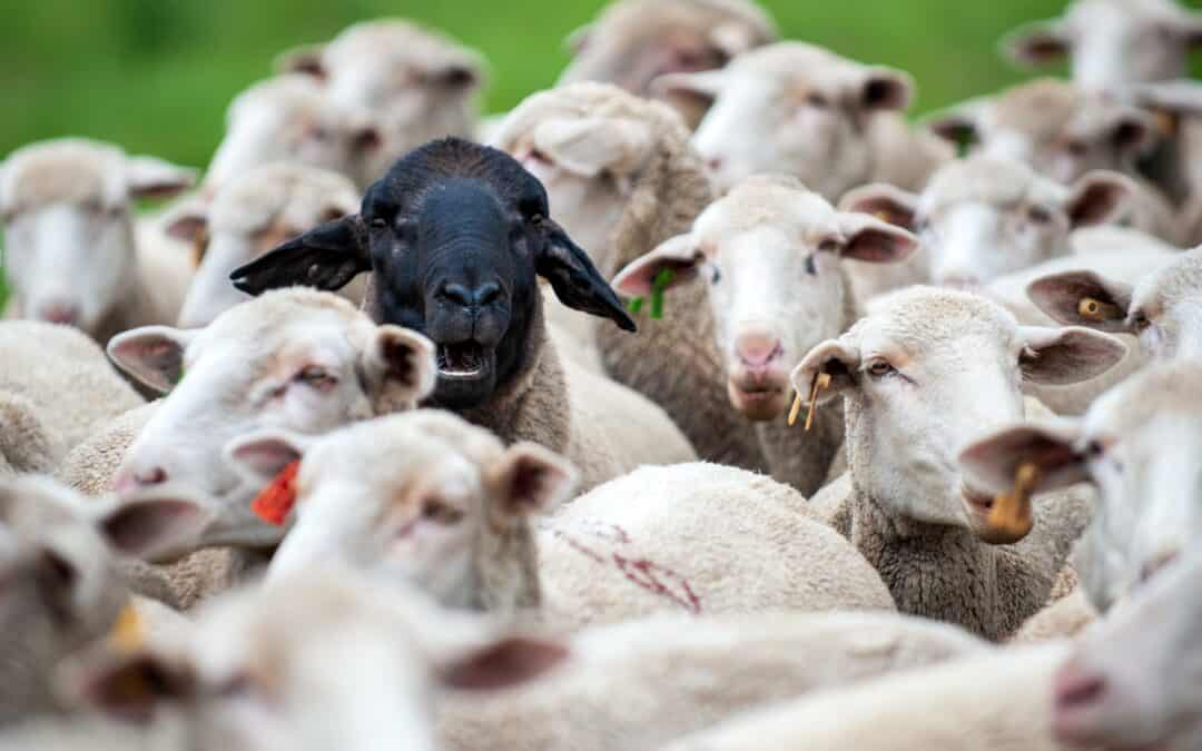 Black sheep in flock of white sheep, representing photos for law firm websites